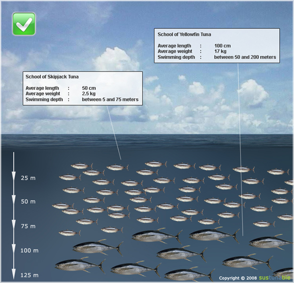 Frontiers | A History of the Tuna-Dolphin Problem: Successes, Failures, and  Lessons Learned